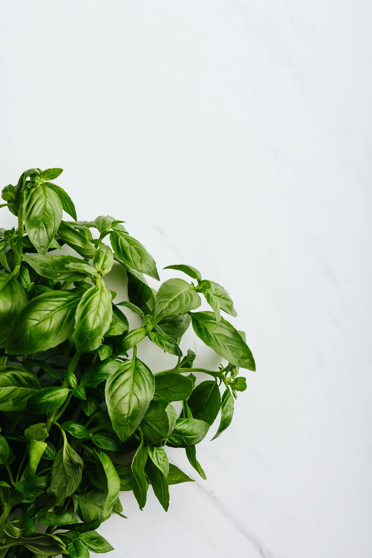 Basil